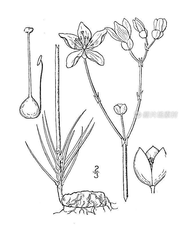 古植物学植物插图:Talinum calycinum，大花Talinum